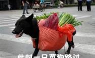 开云APP-关于江西猴子遭遇惨败，排名近乎垫底的信息