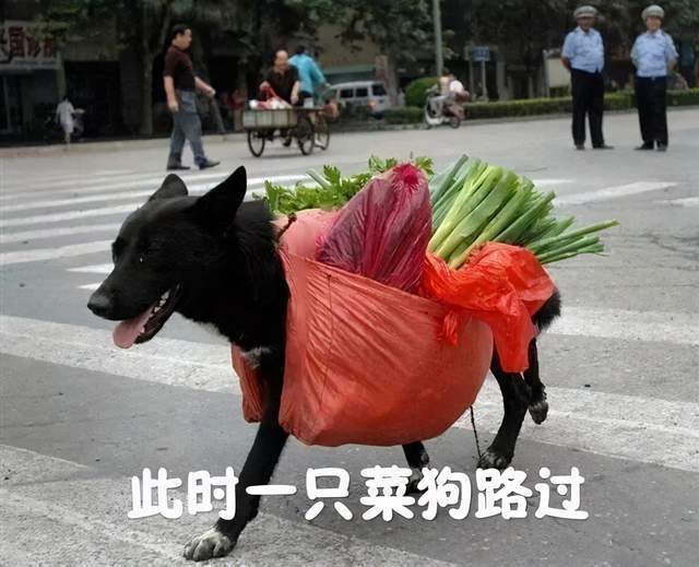 关于江西猴子遭遇惨败，排名近乎垫底的信息
